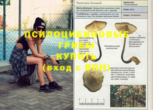 трава Белокуриха